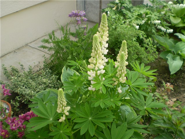 lupinus